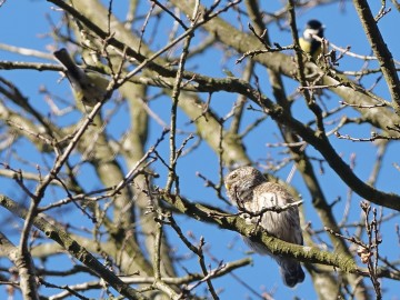 Sezon na sowy w Sulejowskim PK., 